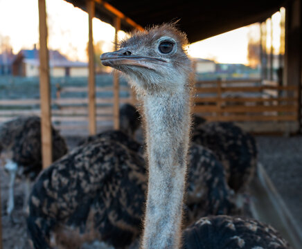 Curious Ostrich Portrait on a Farm at Sunset With Other Birds in Barn