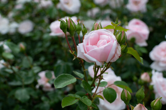 Roses bloom in a garden during spring season with pink petals and green leaves all around