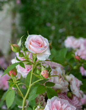 Roses bloom in a garden during spring season with pink petals and green leaves all around