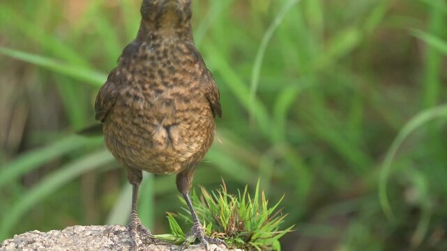 Young blackbird (turdus merula) searching water on scorching day.