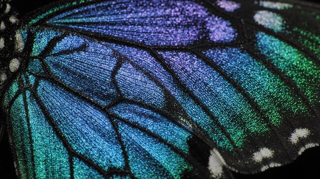 Close-up of iridescent butterfly wing scales displaying vibrant blue and green microstructure and intricate natural patterns