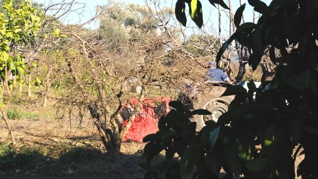 Slow motion footage of a tractor driving through rows of orange and citrus trees in a sunlit orchard during harvest season. Bright sunlight filters through green leaves, creating warm lens flare 