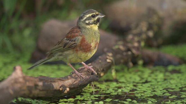 Male Cirl Bunting (Emberiza cirlus) coming to drink water from a pond on a scorching day.