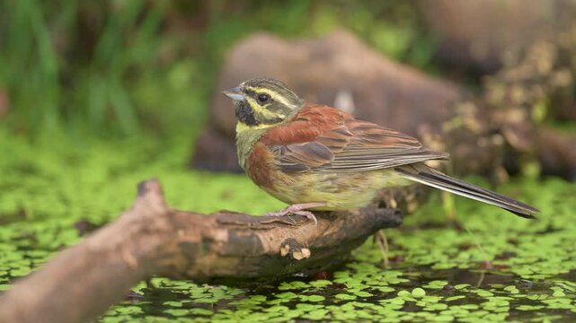 Male Cirl Bunting (Emberiza cirlus) coming to drink water from a pond on a scorching day.