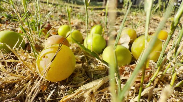 Ripe cherry plums rest quietly on sunlit dry grass in a peaceful garden in Crimea. This warm view brings a cozy and happy feeling.