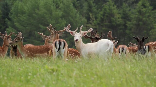 Unique white albino fallow deer standing in a herd