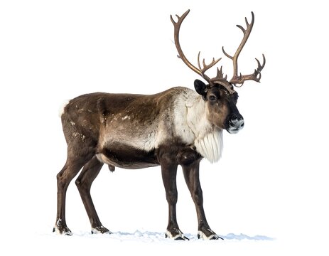 A majestic reindeer stands in a snow-covered landscape, showcasing its impressive antlers and brown and white coat. It's alert