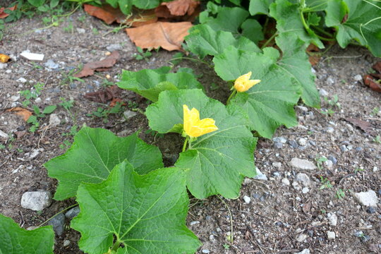 Bright yellow flowers Benincasa hispida or White gourd blooming on branch with fresh green leaves on ground. Another name Winter melon, Winter gourd,Wax gourd, Ash gourd.