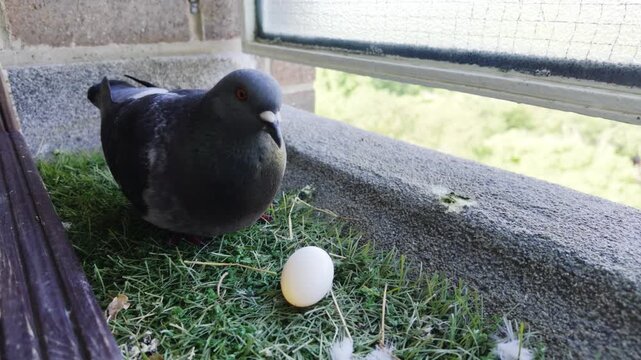 Pigeon Nesting and Sitting on Egg on High Rise Apartment Balcony.
A real-time shot of a feral pigeon on a high-rise balcony next to its single white egg.