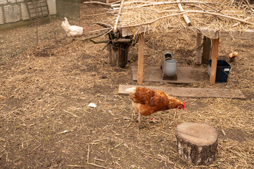 Brown hen walking on straw floor inside enclosed chicken coop © Julia Jones