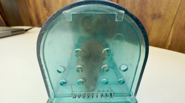 A small house mouse sits captured safely inside a green plastic live trap on a desk. This humane catch brings a strong feeling of relief, compassion, and hope.