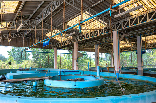 Indoor aquaculture facility temporary fish holding tank used for educational and research purposes in aquatic animal research center in phetchaburi thailand