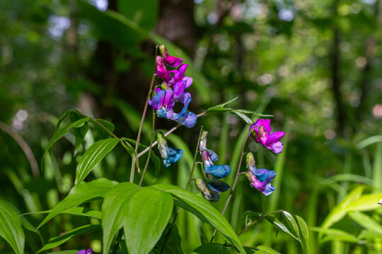 Bright two-colored flowers of Lathyrus sylvestris flourish in a vibrant forest setting during springtime
