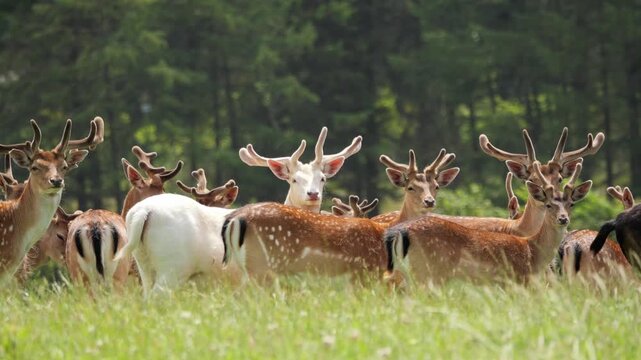 Unique albino fallow deer standing out in a herd