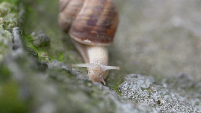 A garden snail crawling through a lush garden in its natural habitat. The close-up image captures the intricate spiral shell, soft textured body, and extended tentacles as the snail moves across green