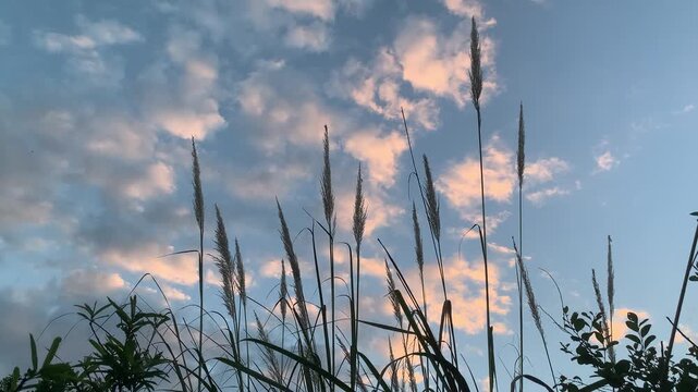 sunset in the grass