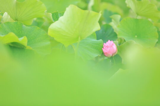 水辺の花」の写真素材 | 29,147件の無料イラスト画像 | Adobe Stock