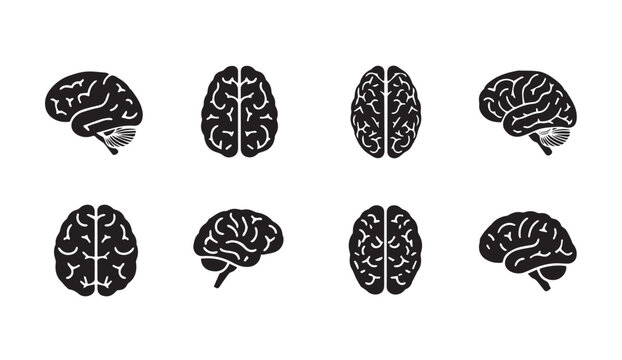 Brain anatomy illustrations in multiple views with clean background for medical and science concepts