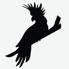 Black Cockatoo Silhouette Vector Illustration © Muhammad Ali