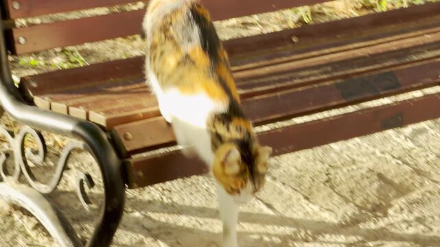 A pretty calico cat sits calmly on a wooden bench in the park. The warm sunlight creates a peaceful, cozy, and relaxed feeling.