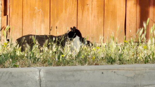 Two cats rub heads and greet each other in a patch of tall grass. This tender social interaction is heartwarming and showcases the sweet bond between these friendly outdoor companions.