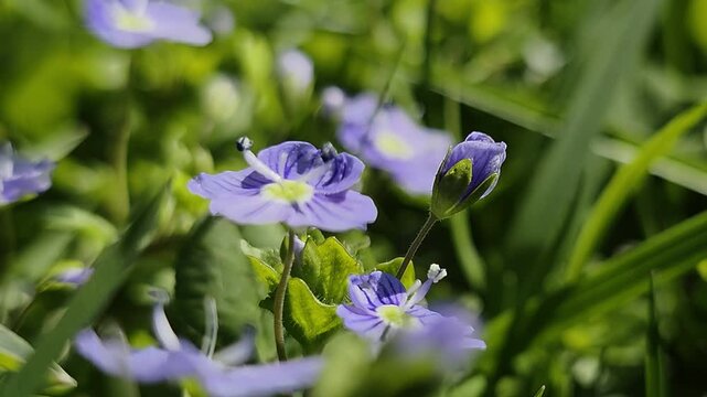  Macro shot of small blue speedwell flowers blooming in green grass on a sunny spring day.
