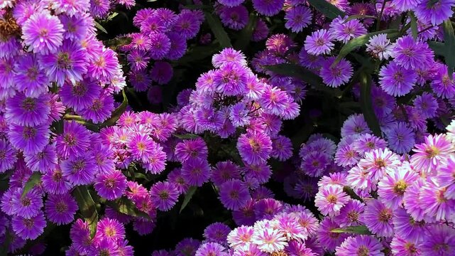  Beautiful bush of purple aster flowers blooming in a vibrant garden field.