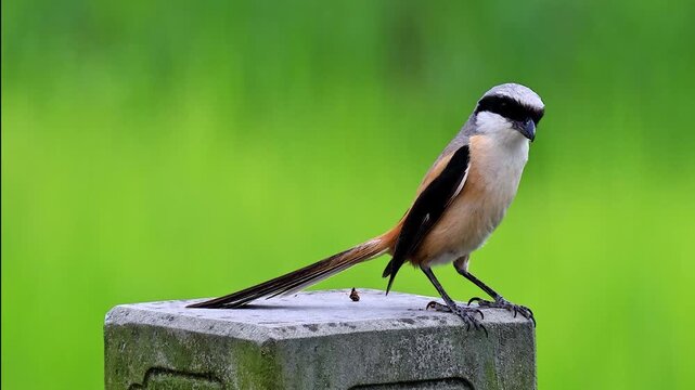 Long-tailed shrike bird with a black mask perched on a concrete post against a smooth vibrant green bokeh background