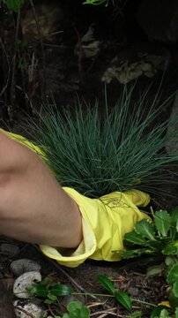 Vertical video. Gardening, summer season. Female gardener planting ornamental plant in soil in garden