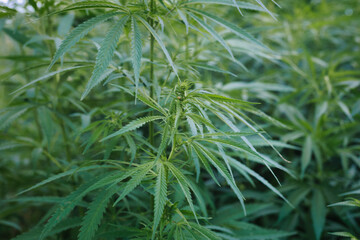 Fototapeta premium Dense Green Cannabis Plants with Leaves and Buds in a Field - real photography - authentic - no ai