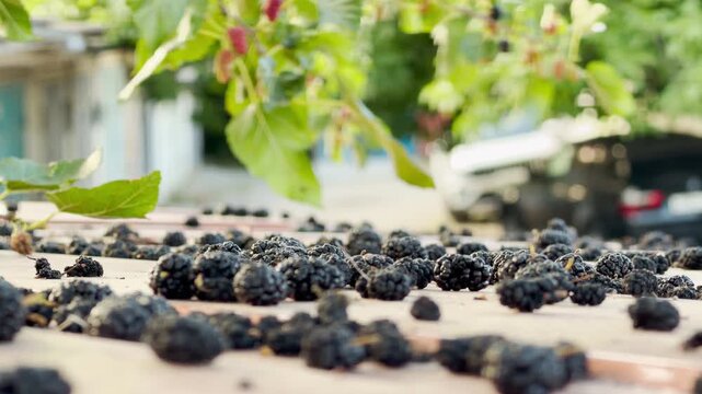 Ripe mulberries fall onto a vehicle roof from an overhanging tree. This bounty of summer fruit creates a feeling of natural abundance and rustic charm in the quiet countryside.