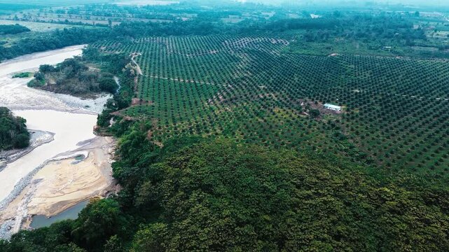Aerial View of Palm Oil Plantation Beside River and Rainforest in Ecuador, Tropical Agriculture, Forest Conversion and Rural Land Use Landscape