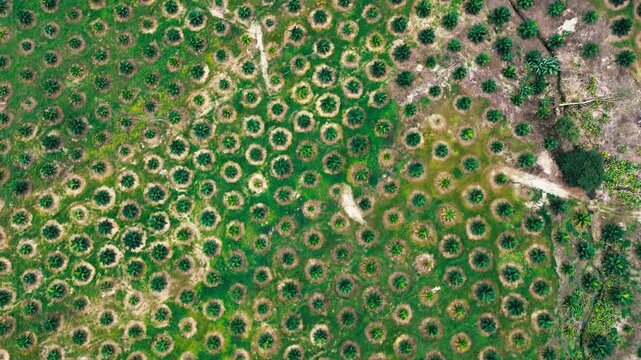 Top Down Drone View of Palm Oil Plantation Pattern in Ecuador, Tropical Agriculture Rows, Green Crop Circles and Rural Land Use Texture Background