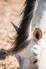 Close-up portrait of a white horse head with flowing dark mane grazing in sunlit dry pasture © PIC by Femke