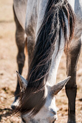 Close-up of a grazing gray and white horse with long dark mane and forelock in a sunlit dry pasture, natural equine portrait © PIC by Femke