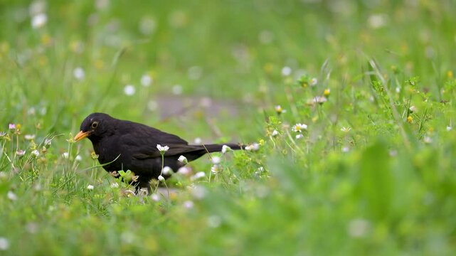 Male blackbird pulling a worm out of the ground and eating it in the grass in a domestic garden in spring. Turdus merula, Bellis perennis, Indre-et-Loire 37, r&eacute;gion Centre, France, Europe