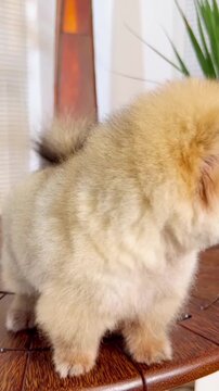 Pomeranian puppy sitting on a wooden table while playfully tilting its head and sticking out its tiny pink tongue in this charming motion video footage capturing the fluffy dog looking around with bri