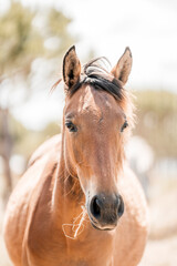 Sunlit close-up portrait of a bay horse with a light mane and gentle expression in a softly blurred outdoor pasture © PIC by Femke