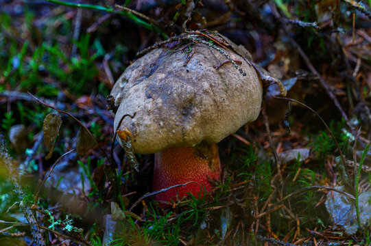 Rare toxic Satan's bolete mushroom growing in the forest. Close-up macro of poisonous Rubroboletus satanas fungus with red stem