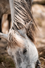 Close-up of dapple gray horse grazing with tangled mane and forelock falling over eye in a muted rural pasture © PIC by Femke