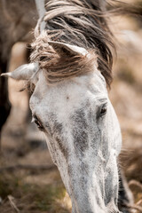 Close-up portrait of a dapple gray horse grazing with windblown mane in a natural pasture © PIC by Femke