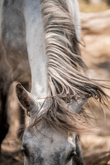 Close-up portrait of a grazing gray horse with long windswept mane and lowered head in a sunlit paddock © PIC by Femke