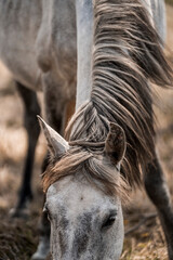 Close-up photograph of a gray horse grazing with long mane and forelock, head lowered in a natural pasture with soft, earthy tones © PIC by Femke
