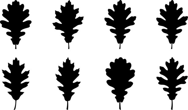 Autumn oak leaf botanical silhouette set showcasing different lobed foliage shapes pack