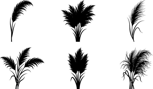 Fluffy pampas grass and wetland reed plumes set showing decorative botanical stems