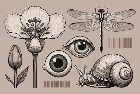 Surreal collection of vintage style drawings featuring a flower, a dragonfly, human eyes, a snail, and modern barcodes on a muted background.
