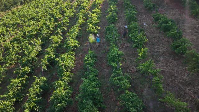 Drone video showing dense vineyard rows from above, with grapevines arranged in parallel lines across farmland and warm natural light over the rural landscape