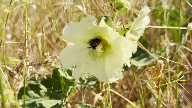 A beetle rests inside a delicate yellow hollyhock bloom in the fields of Crimea. This tiny moment of nature evokes feelings of peaceful wonder and connection to the vibrant wild.