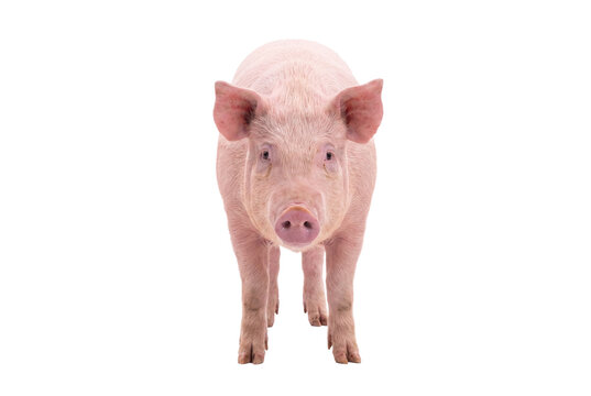 Pink pig standing, front view, isolated on transparent background (PNG)