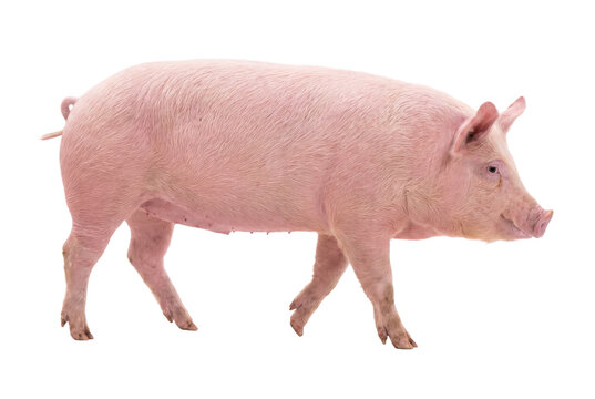 Pink pig walking, side view, isolated on transparent background (PNG)